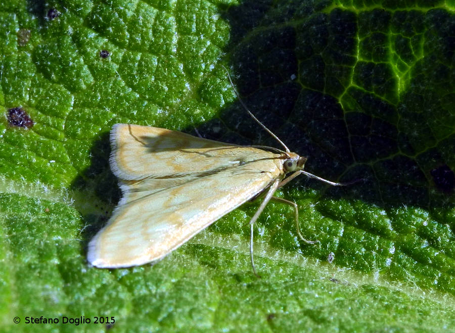 Nazzano, Tevere-Farfa:  cfr. Sitochroa verticalis